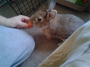 Chloe eating a carrot
